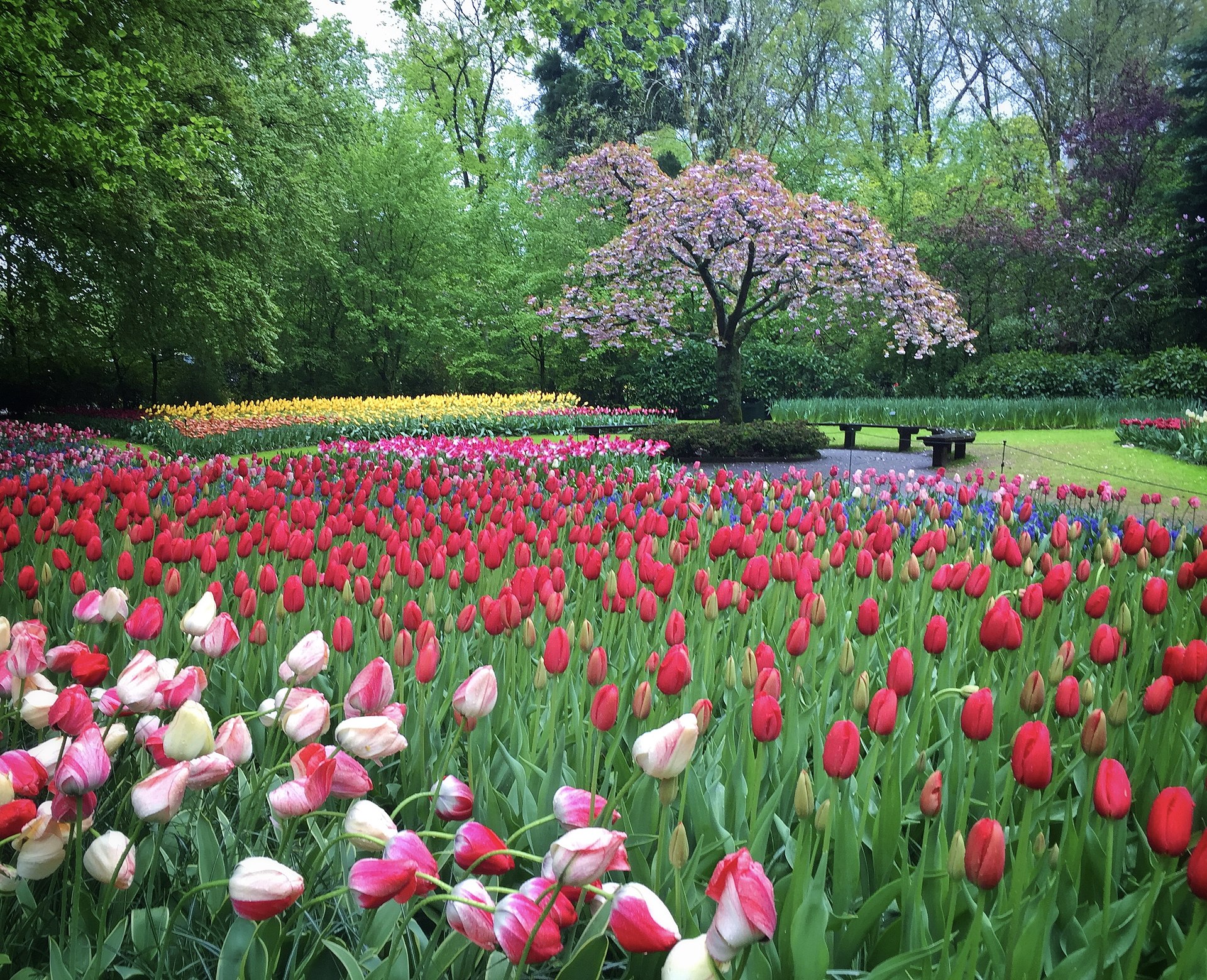 Keukenhof Gardens Skip-the-Line Ticket