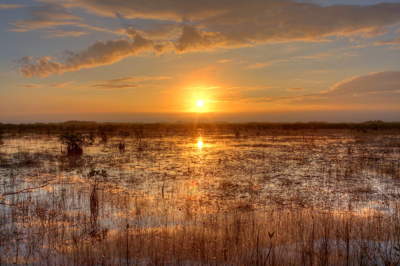 Everglades Airboat and Wildlife Morning