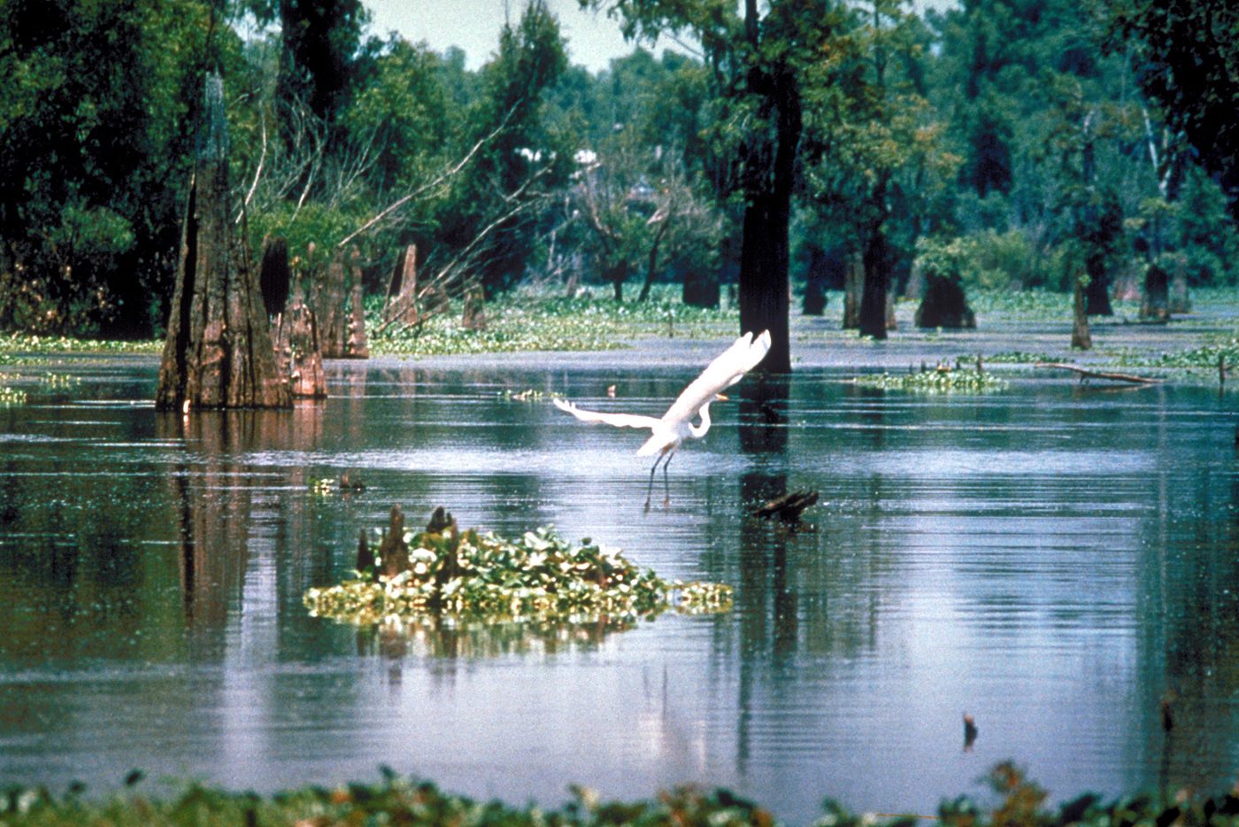 Cypress trees standing in the Atchafalaya Basin swamp, Louisiana
