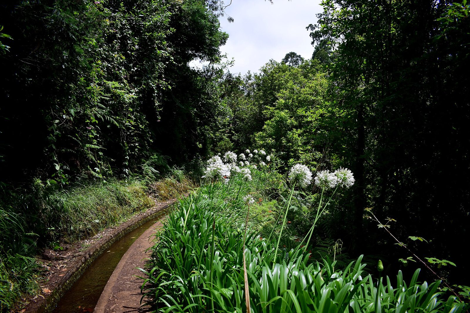 Guided Levada Walk in the Laurel Forest