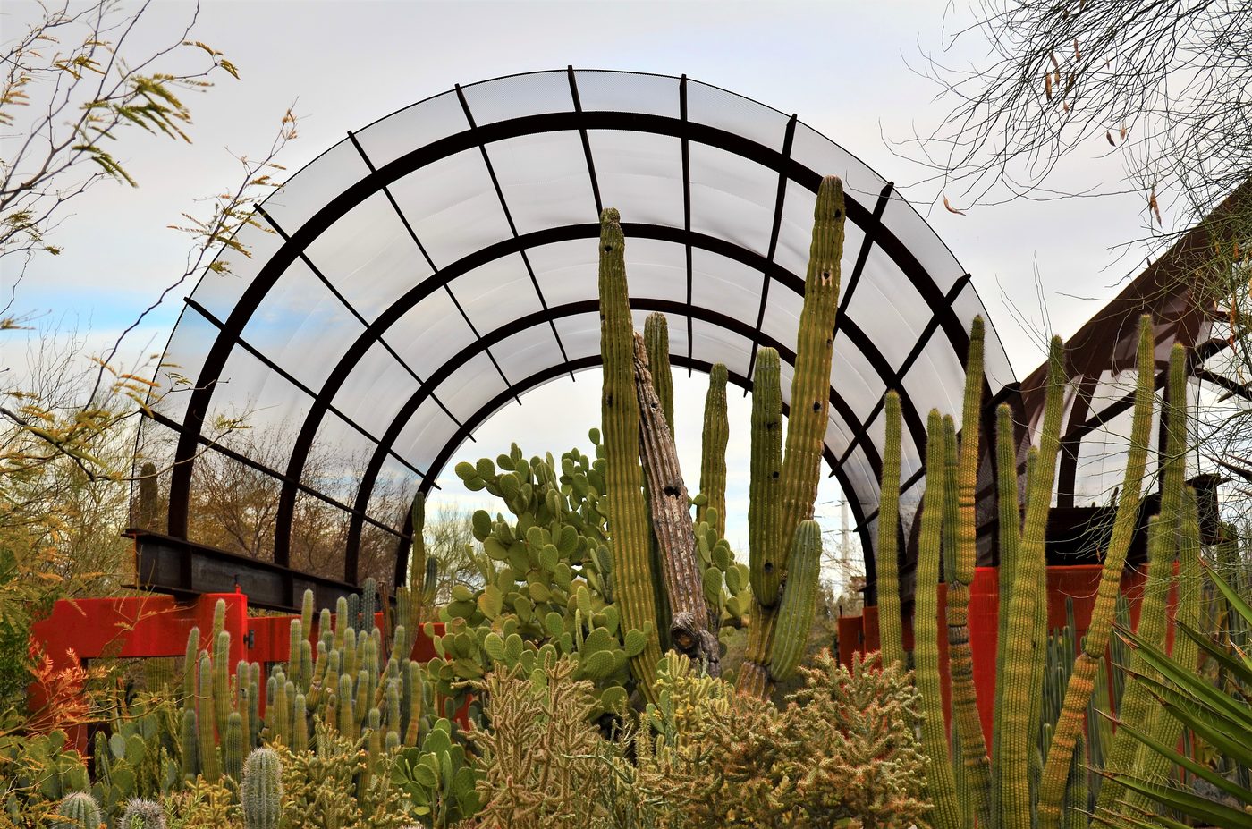 Desert Botanical Garden Guided Visit