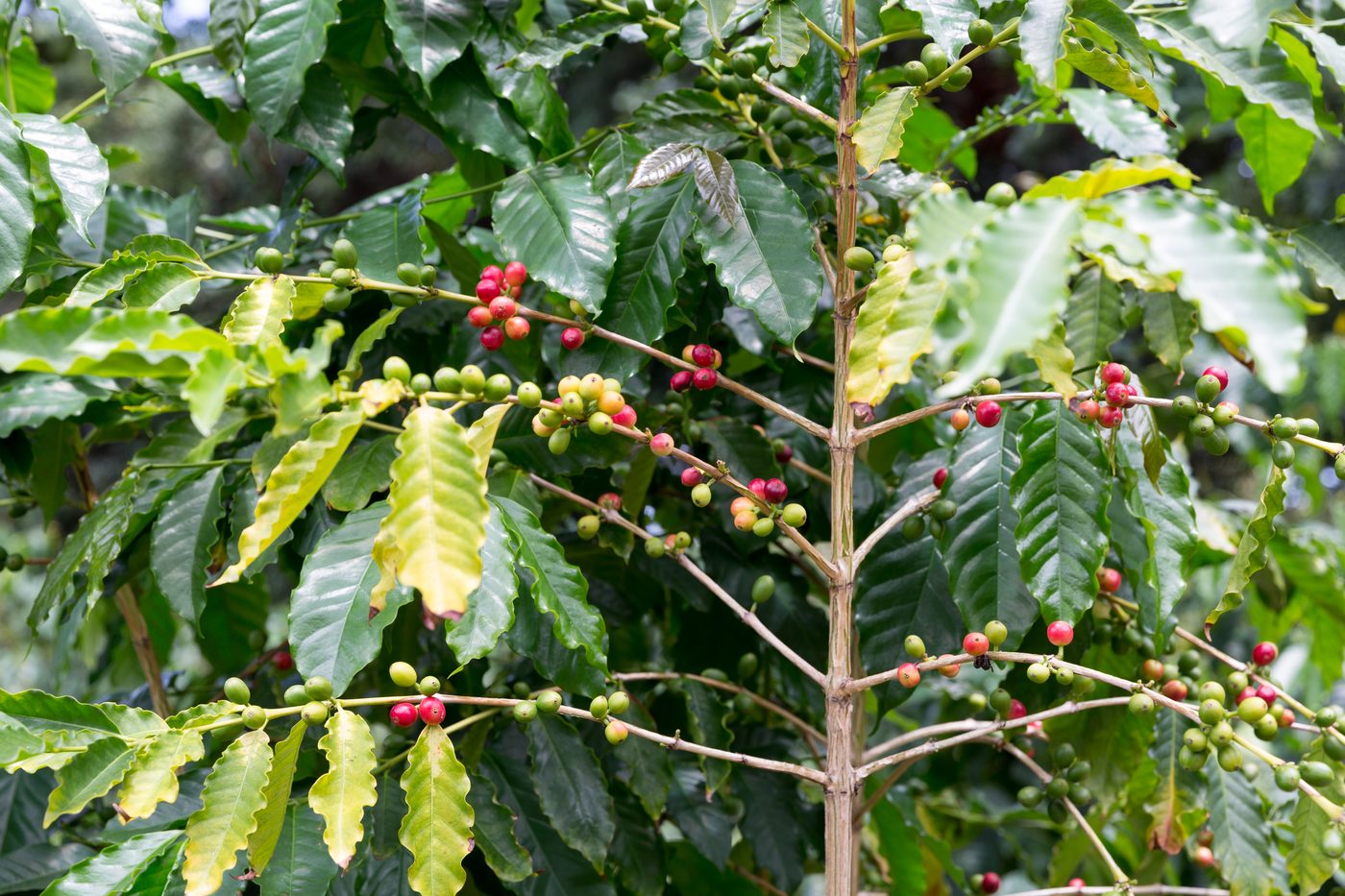 Kona Coffee Farm Morning Tour