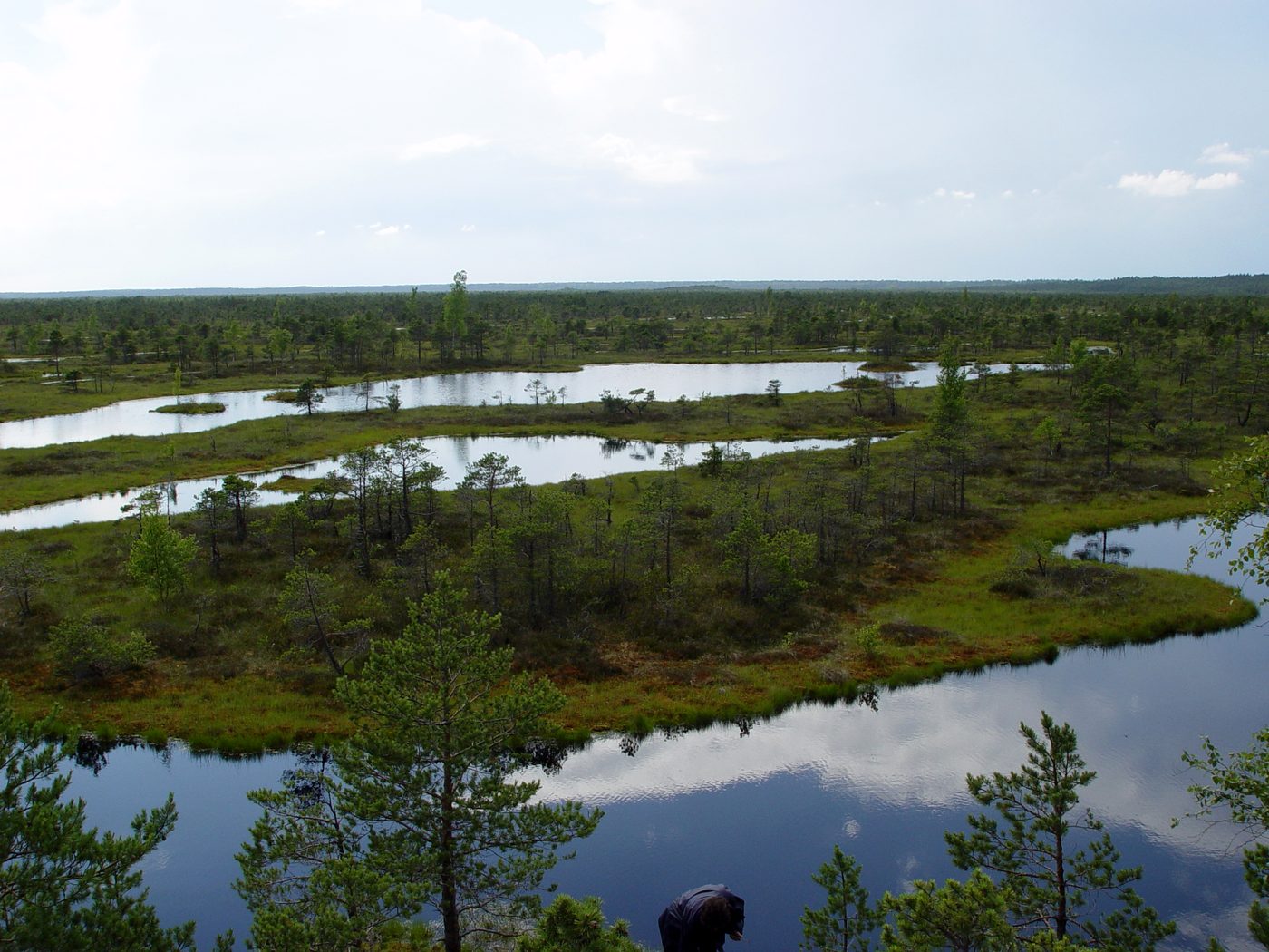 Kemeri Bog Boardwalk Sunrise Walk