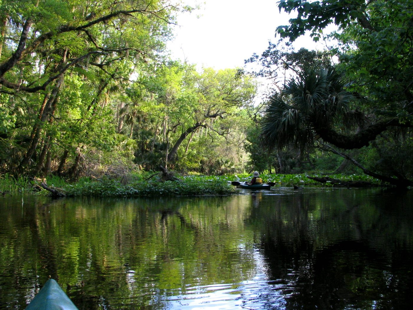 Wekiwa Springs Kayak and Swim