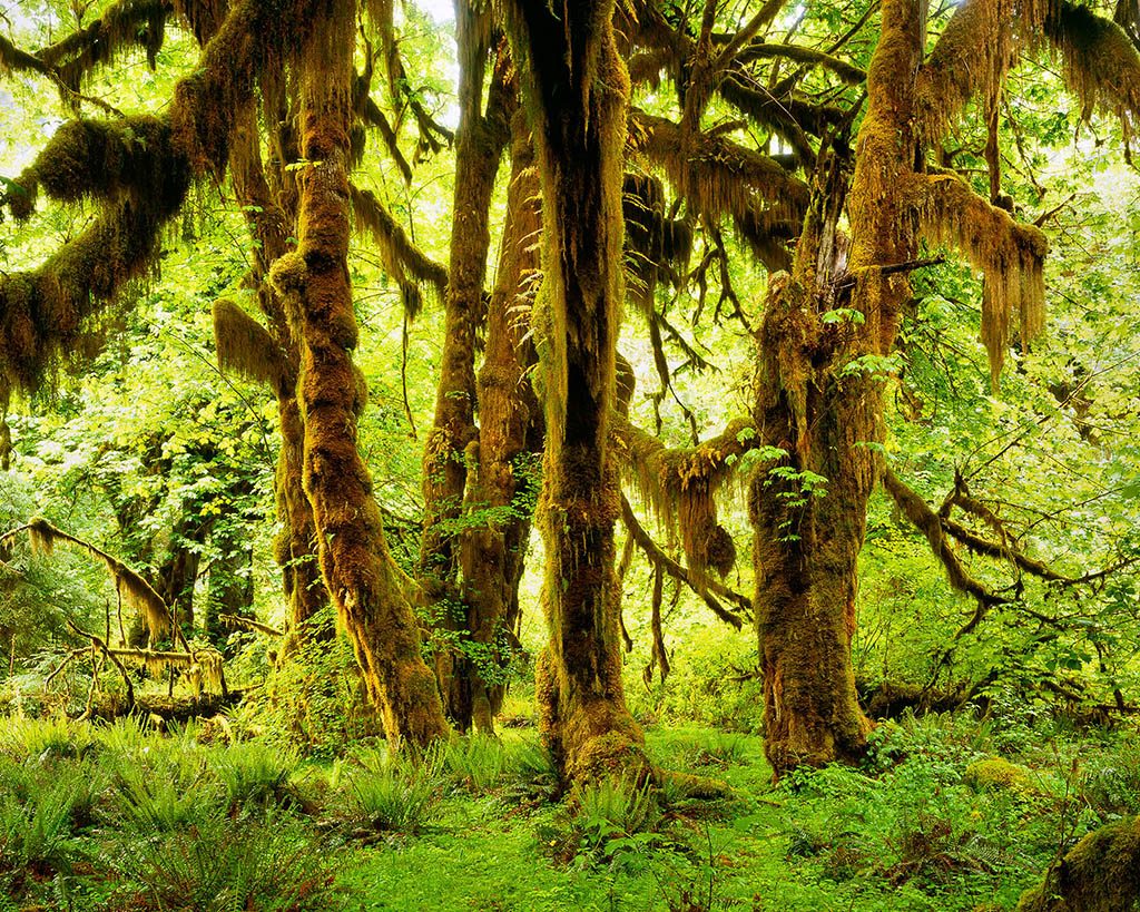 Hoh Rainforest and Coast Day Trip