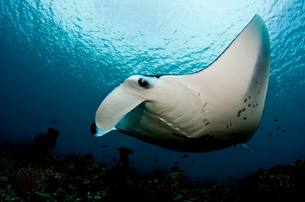 Manta Ray Night Snorkel